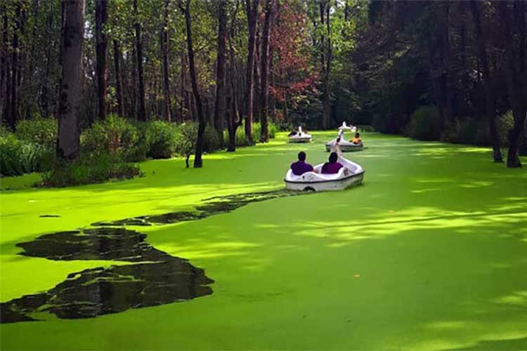 جنگل سراوان