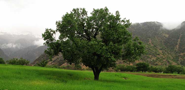 پارک ملی دز